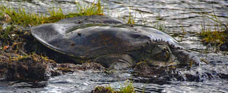 turtle in mud